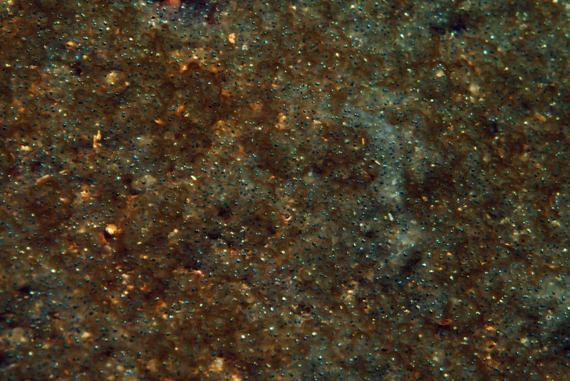 Spondyliosoma cantharus  in riproduzione